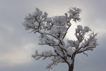 没有叶子的孤独的相思被雪覆盖