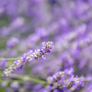 薰衣草花背景软焦点