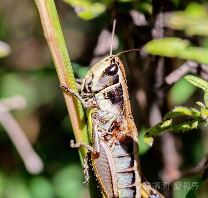 在墨西哥的草地蝗虫