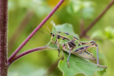 墨西哥 grasshoppers