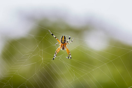 戈尔德 orb weaver 蜘蛛