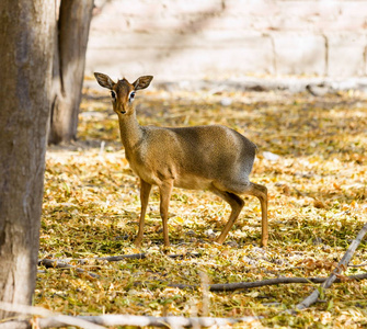 dik dik 保持警觉