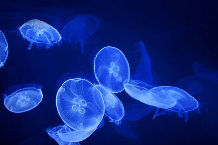 按钮无缝的水母图案放在手工绘制的风格美丽有趣的卡通水母, 用触角.