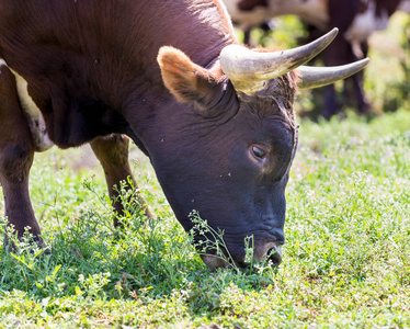 德克萨斯州 Longhorn 放牧在字段中