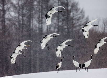 鹤飞在雪场暴风雪图片
