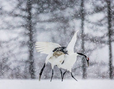 日本起重机行走在雪地上