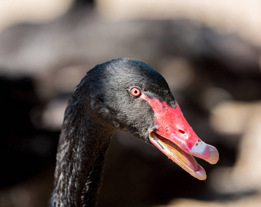 黑天鹅的肖像图片