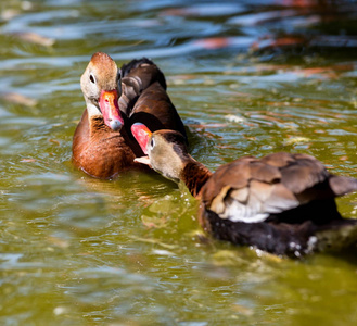 吹口哨的鸭子在池塘里玩