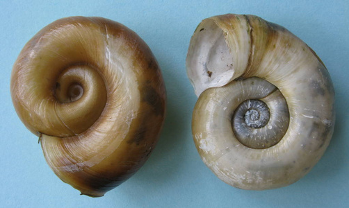 螺旋的角房子蛇图片