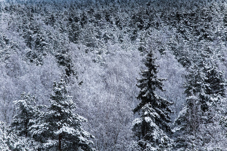一个美丽的冬季景观在北欧欧洲的灰色, 阴天从瞭望塔的看法