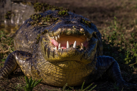 巴拉圭潘塔纳尔市的雅卡雷·卡曼鳄鱼照片