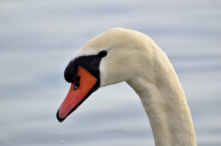 疣鼻天鹅在湖中