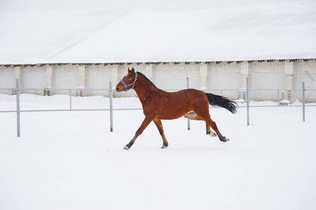 马在冬天农场