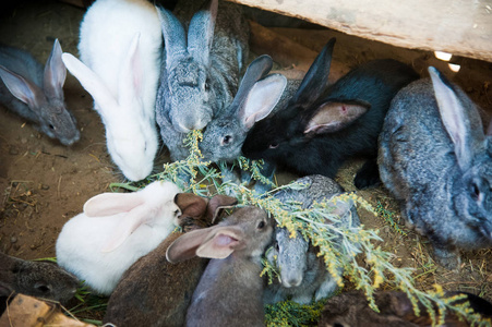 兔动物农场图片