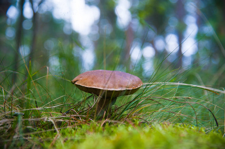 cep 蘑菇生长在秋天的森林