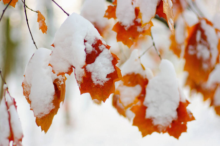 黄色的叶子在雪