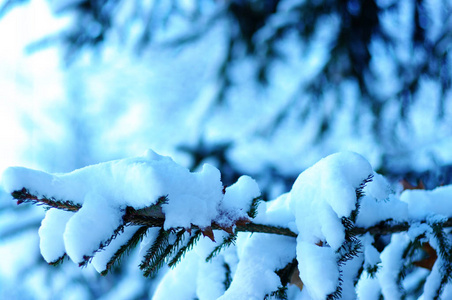 白雪覆盖的云杉分行