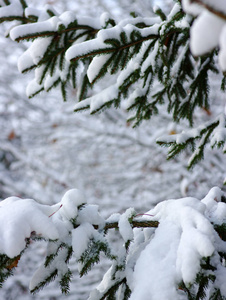 白雪覆盖的云杉分行