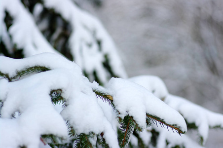 白雪覆盖的云杉分行