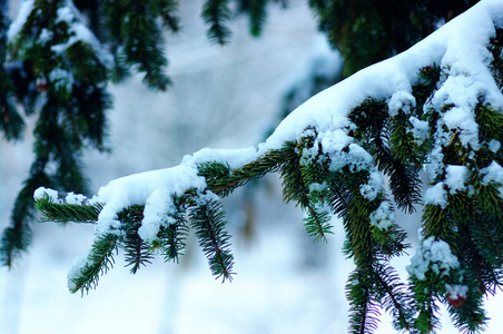 白雪覆盖的云杉分行图片