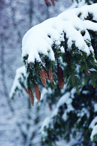 白雪覆盖的云杉分行