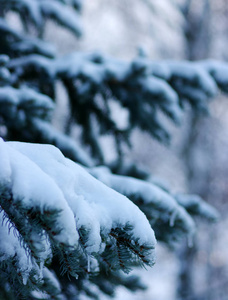 白雪覆盖的云杉分行