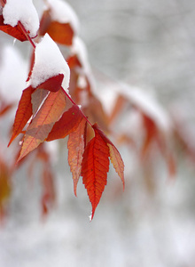 黄色的叶子在雪