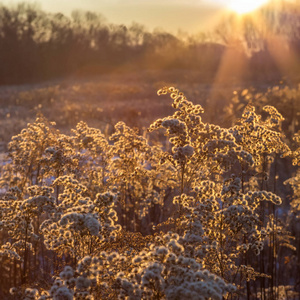 植物中采取在一个寒冷的金黄闪耀的字段在冬季早晨日出匈牙利