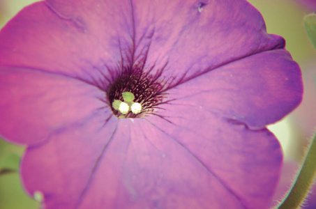 紫色的小牡丹花绽放花园特写镜头