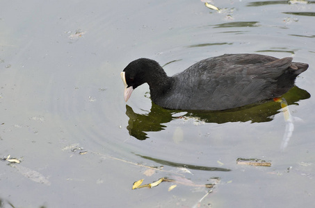 欧亚黑鸭在池塘里游泳