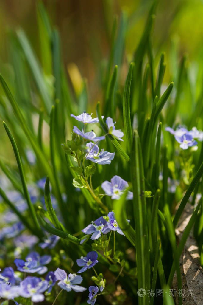 在春天的草地上美丽小蓝花照片-正版商用图片0wme9v-摄图新视界