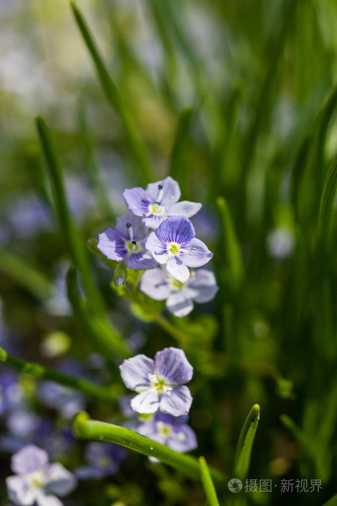 在春天的草地上美丽小蓝花照片-正版商用图片0wmegs-摄图新视界