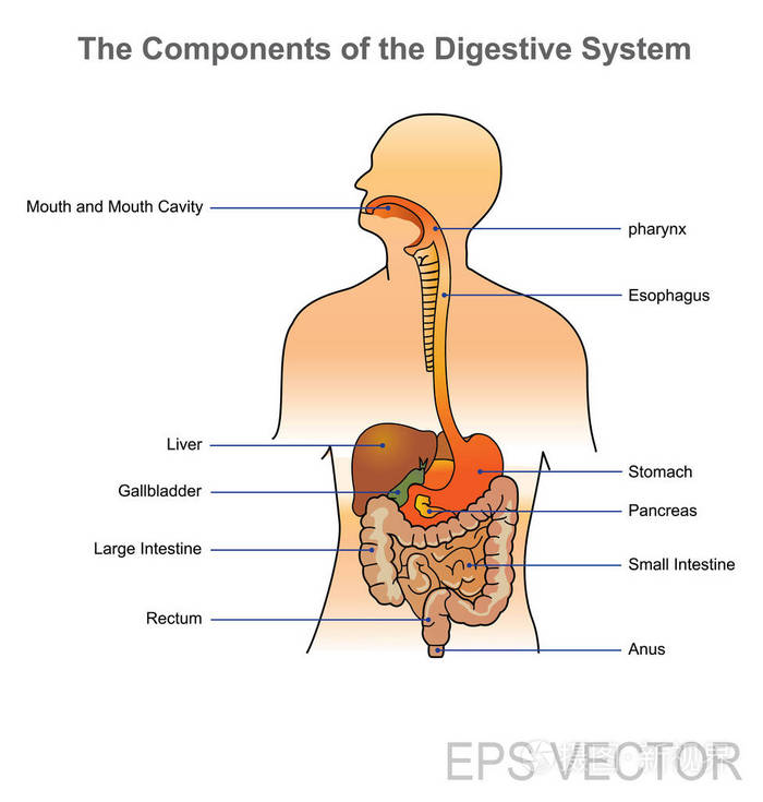 人体的消化系统.矢量设计, 插图