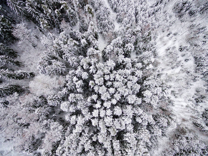 无人机冬季森林鸟瞰图