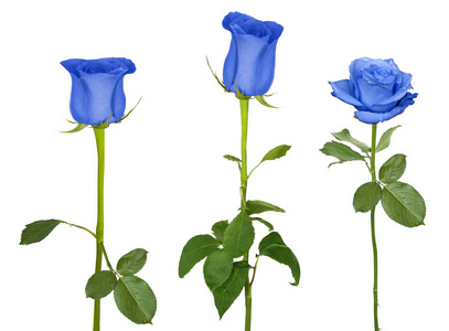 漂亮的蓝色玫瑰