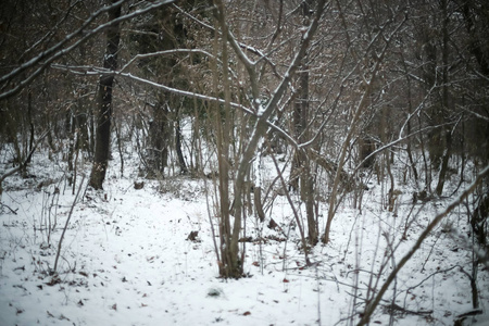 在森林中雪