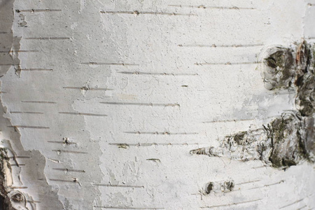 白桦树皮特写照片图片