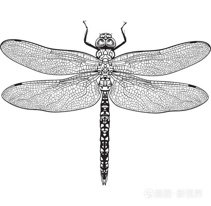 顶视图的蜻蜓与透明的翅膀孤立的素描图