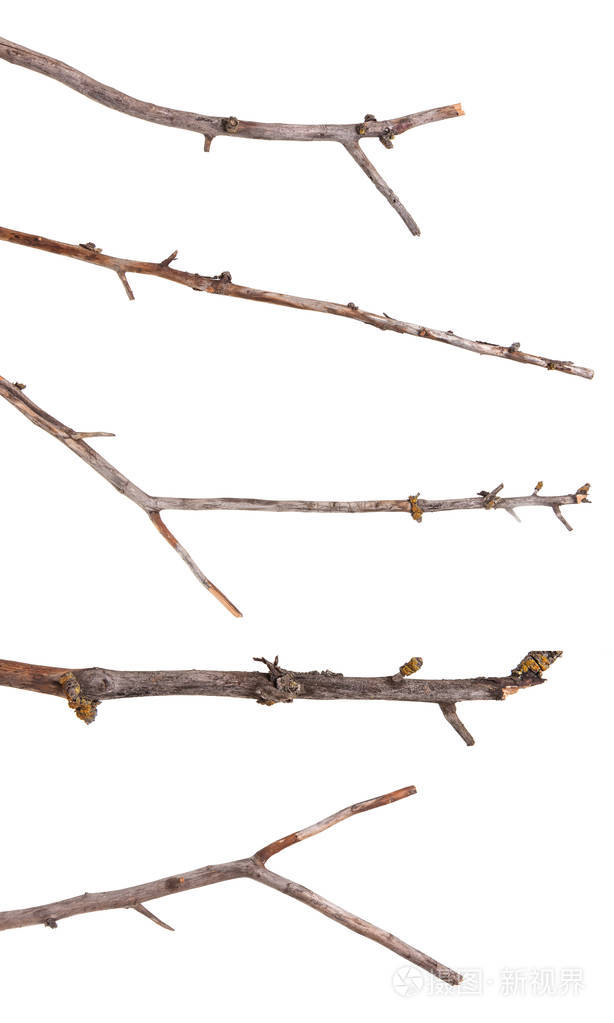 白色背景上分离出的干苹果树枝