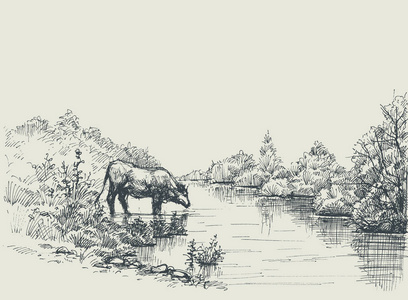牛喝水图片-牛喝水素材-牛喝水插画-摄图新视界