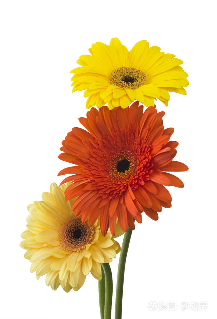 束鲜花扶郎孤立在白色背景上