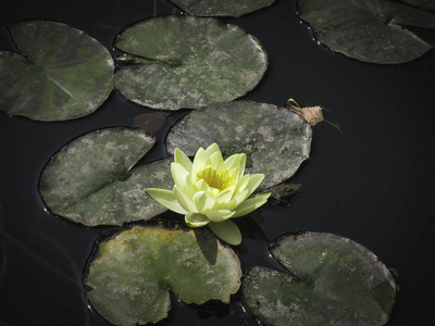 在水中百合