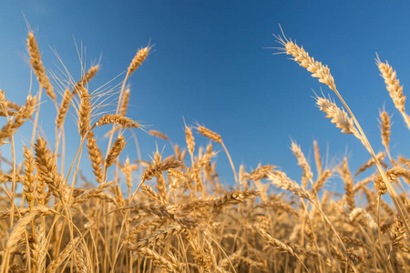被收获的麦田图片