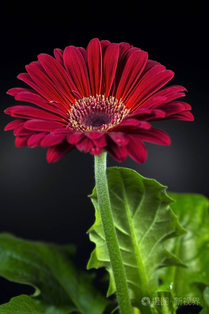 黑色背景上的红色非洲菊花卉