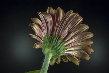 在黑色背景上的 gerbera 花的底部