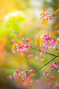 樱花花正在盛开的花朵，在泰国清迈