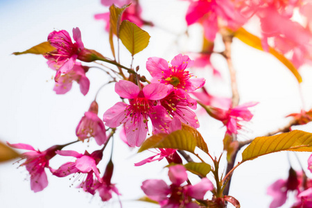 樱花花正在盛开的花朵，在泰国清迈