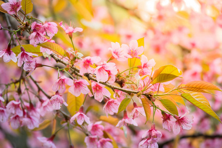 樱花花正在盛开的花朵，在泰国清迈