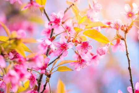 樱花花正在盛开的花朵，在泰国清迈