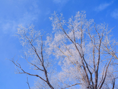 霜树和蓝天